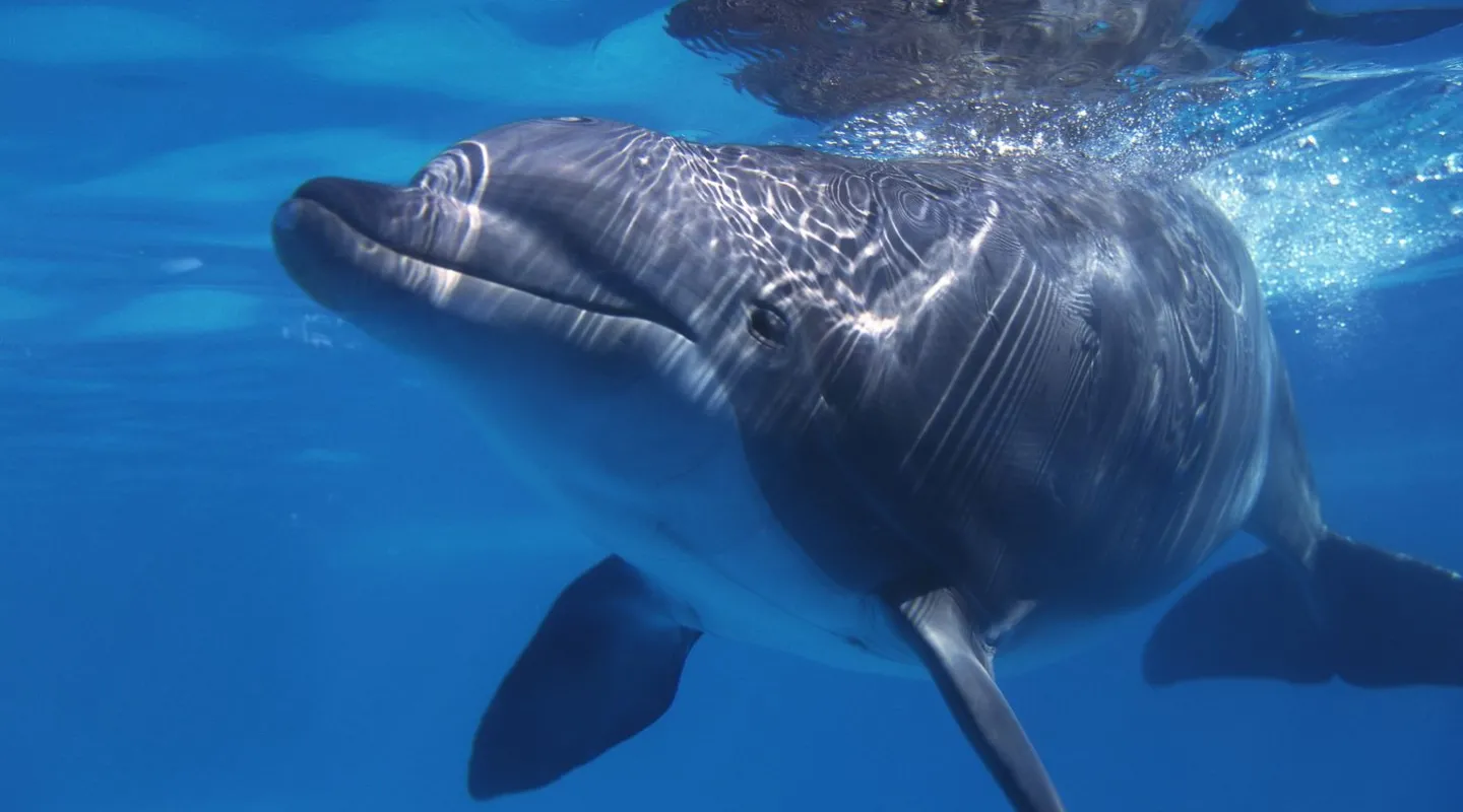 Le dauphin Tursiops animal virtuel en r alit augment e Nausicaa